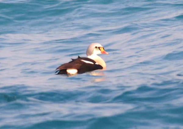 King Eider (Somateria spectabilis)