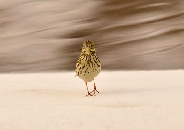 풀밭종다리(Meadow pipit)
