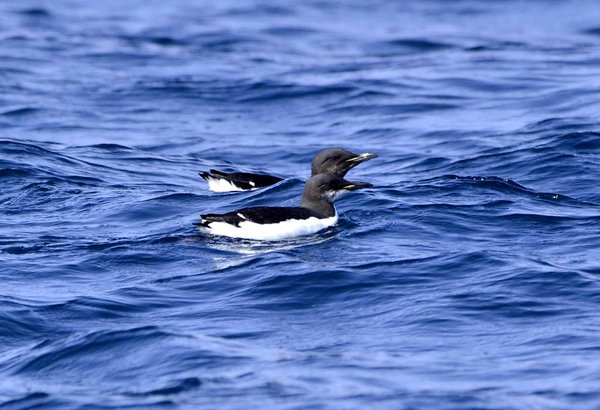 큰부리바다오리