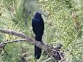 Great-tailed grackle