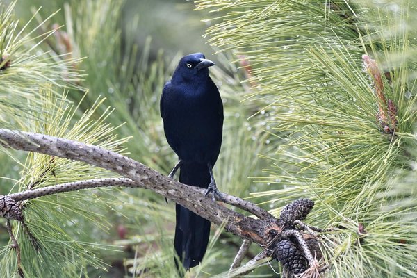 Great-tailed grackle