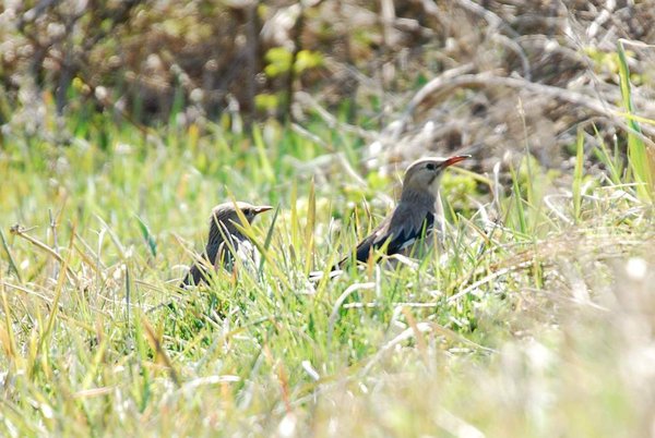 붉은부리찌르레기(가칭)
