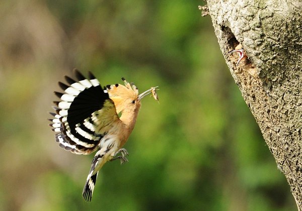 후투티