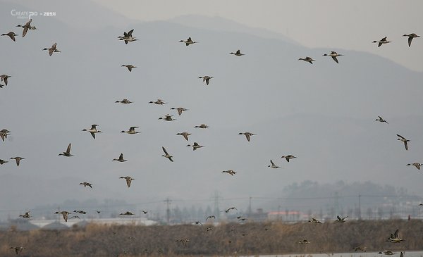 고방오리