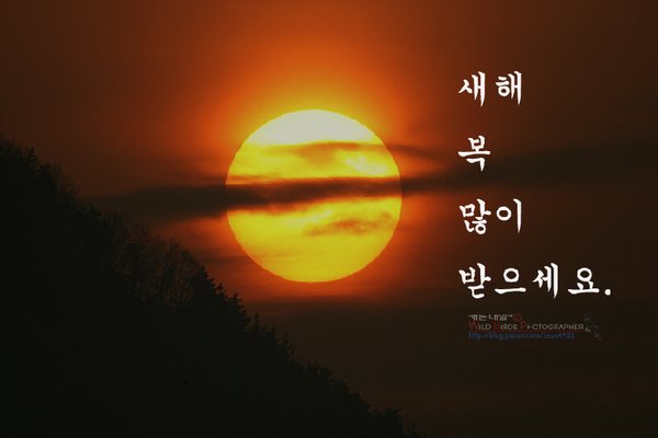 쇠오리 (새해 복 많이 ...